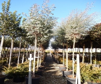 Eukalyptus als Baum (Eucalyptus gunnii)