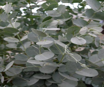 Winterharte Eukalyptus (Eucalyptus gunnii 'Azura')