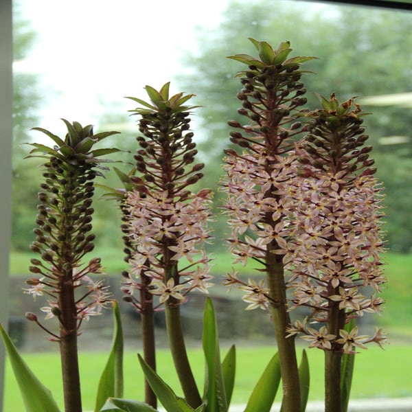 Eucomis comosa  
