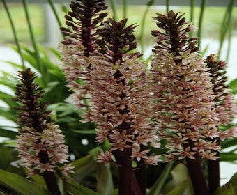 Ananaspflanze (Eucomis comosa 'Sparkling Burgundy')