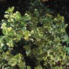 Kardinalhut (Euonymus japonicus 'Albomarginatus')