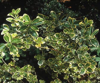 Kardinalhut (Euonymus japonicus 'Albomarginatus')