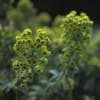 Wolfsmilch (Euphorbia martinii)