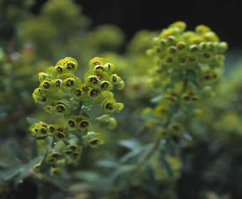 Wolfsmilch (Euphorbia martinii)