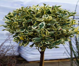 Kardinalhut auf Stamm (Euonymus japonicus 'Bravo')