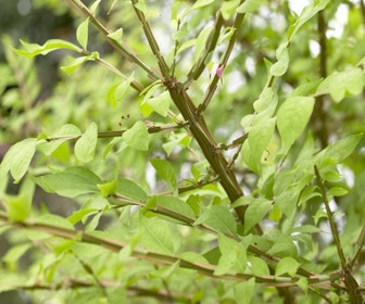 Kardinalhut (Euonymus alatus)