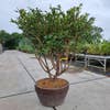 Mehrstämmige  Kardinaalshut (Euonymus alatus)