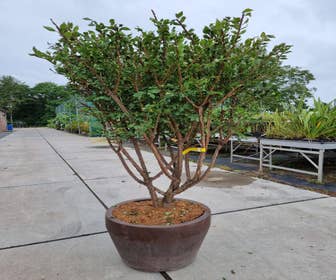 Mehrstämmige  Kardinaalshut (Euonymus alatus)