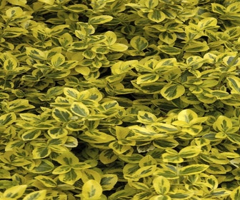 Kardinalhut (Euonymus fortunei 'Emerald 'n Gold')