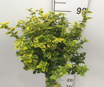 Kardinaalsmuts (Euonymus fortunei 'Emerald 'n Gold') auf Stamm