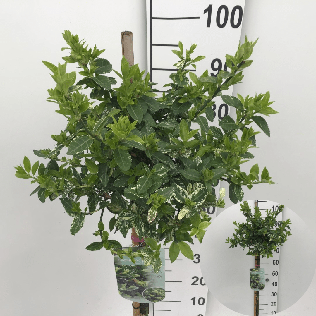 Kardinalhut (Euonymus fortunei 'Harlequin') auf Stamm