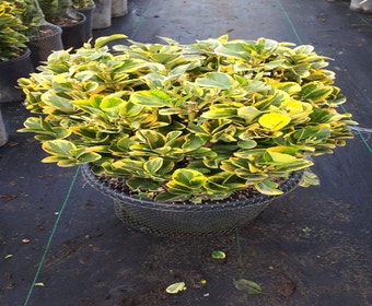Kardinalhut als Kugel (Euonymus japonicus 'Aureus')
