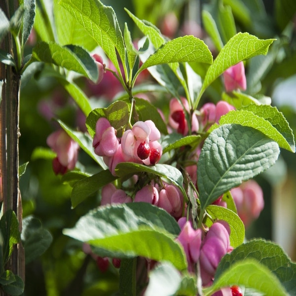 Kardinalhut (Euonymus phellomanus)
