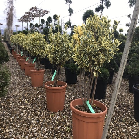 Kardinalhut als Mehrstamm (Euonymus japonicus 'Bravo')