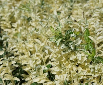 Kardinalshut (Euonymus fortunei 'Harlequin')