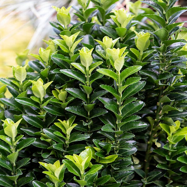 Kardinalhut (Euonymus japonicus 'Green Spire')