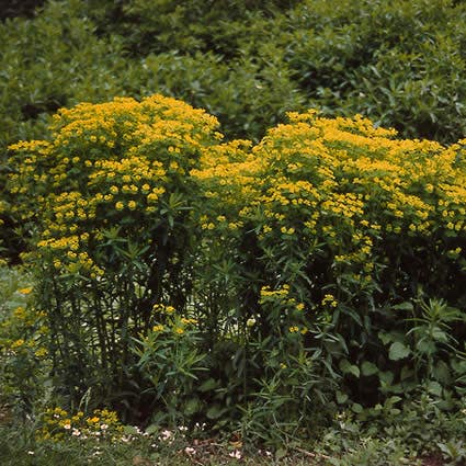 Sumpf-Wolfsmilch (Euphorbia palustris)