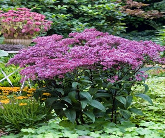 Leberkraut (Eupatorium 'Baby Joe')