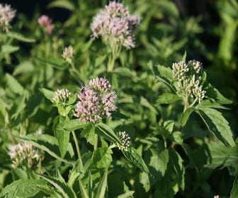 Leberkraut (Eupatorium cannabinum) BIO