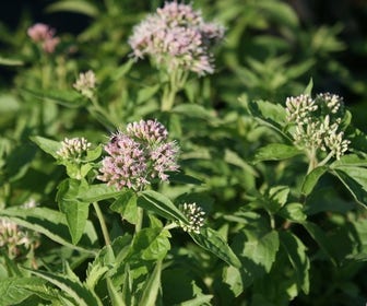 Leberkraut (Eupatorium cannabinum) BIO