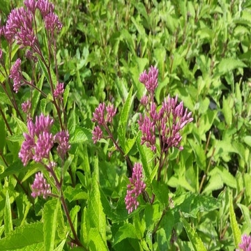 Eupatorium maculatum  'JS Humble'