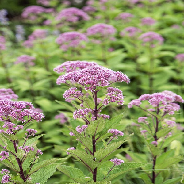 Leberkraut (Eupatorium purpureum)