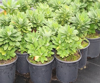 Wolfsmilch (Euphorbia amygdaloides robbiae)