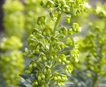 Wolfsmilch (Euphorbia characias)