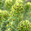 Wolfsmilch (Euphorbia characias 'Black Pearl')