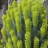 Wolfsmilch (Euphorbia characias wulfenii')
