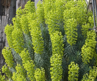 Wolfsmilch (Euphorbia characias wulfenii')