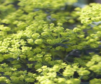 Wolfsmilch (Euphorbia cyparissias 'Clarice Howard')