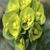 Wolfsmilch (Euphorbia myrsinites)