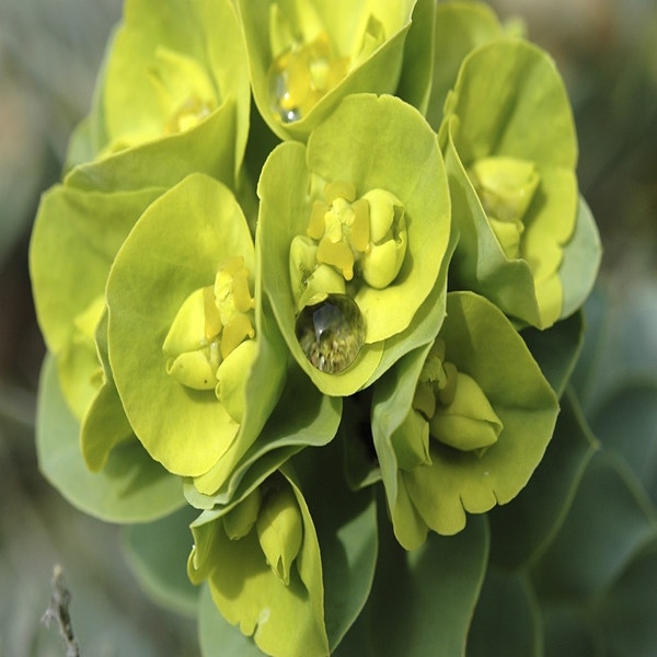 Wolfsmilch (Euphorbia myrsinites)