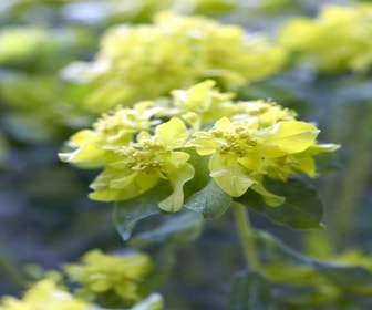 Wolfsmilch (Euphorbia polychroma)