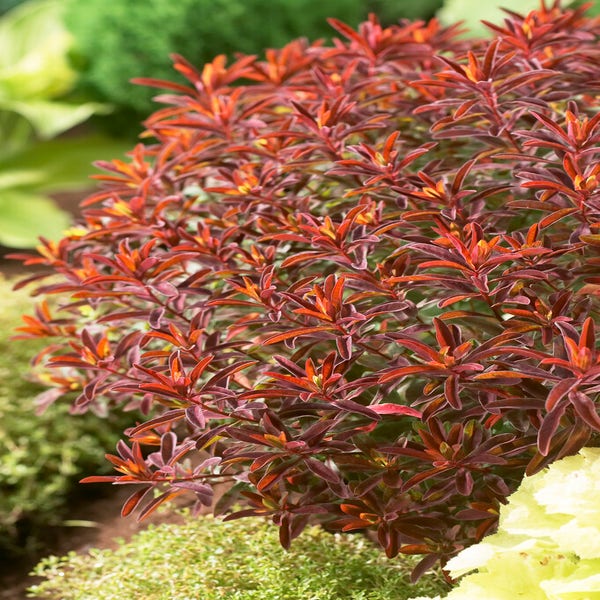 Wolfsmilch (Euphorbia polychroma 'Bonfire')