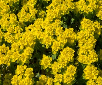 Wolfsmilch (Euphorbia polychroma 'Senior')