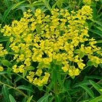 Wolfsmilch (Euphorbia schillingii)