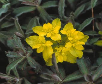 Wolfsmilch (Euphorbia polychroma 'Purpurea')