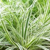 Zwerg-Segge (Carex oshimensis 'Everest' )