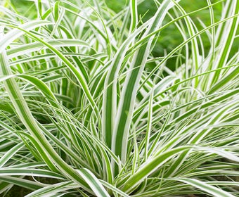 Zwerg-Segge (Carex oshimensis 'Everest' )