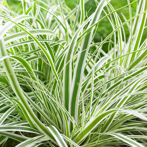 Zwerg-Segge (Carex oshimensis 'Everest' )
