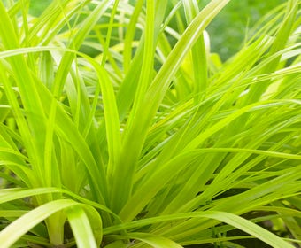 Segge (Carex 'Everillo')