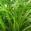 Segge (Carex 'Everlime')