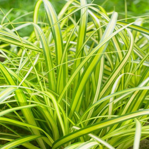 Zegge (Carex Eversheen)