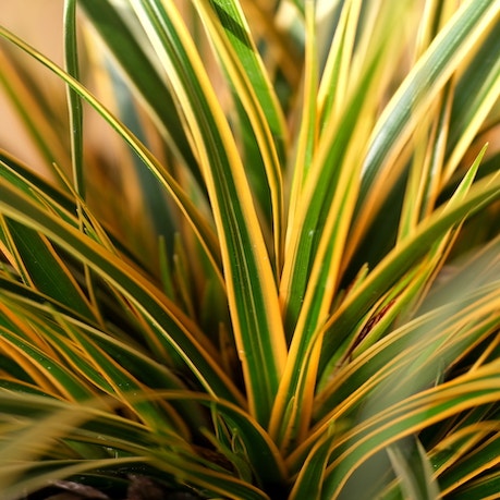 Segge (Carex morrowii 'Everglow')