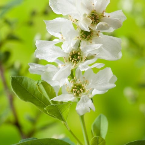 Perlstrauch (Exochorda racemosa 'Niagara')