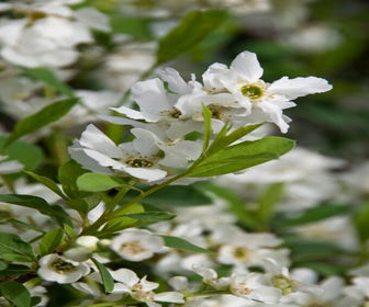 Perlstrauch (Exochorda racemosa. Blushing Pearl ®)