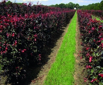 Rote Buchenhecke als Heckenelement (Fagus sylvatica 'Atropunicea')