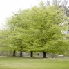 Buchenbaum (Fagus sylvatica)